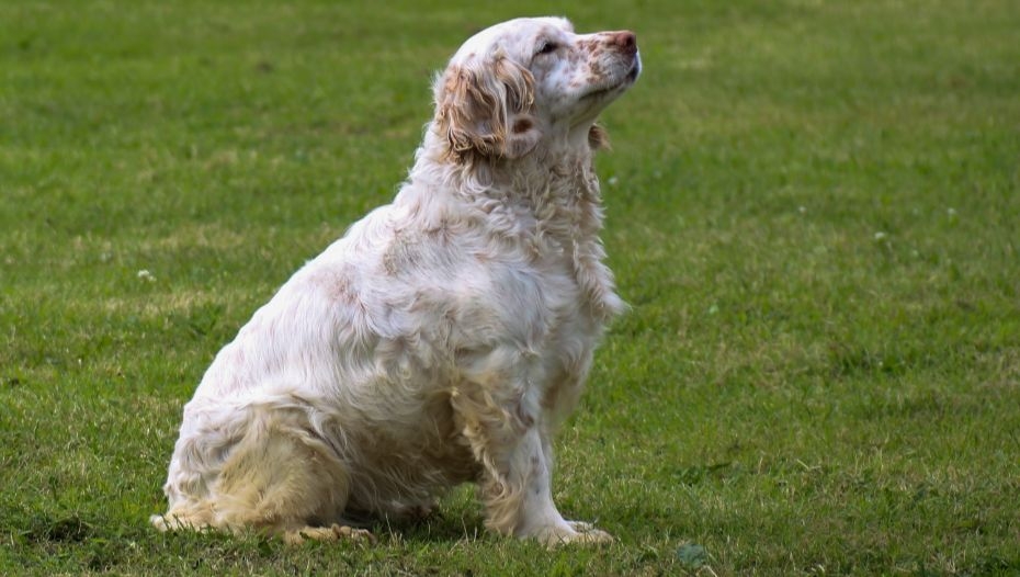 Cumberland spaniel hot sale puppies